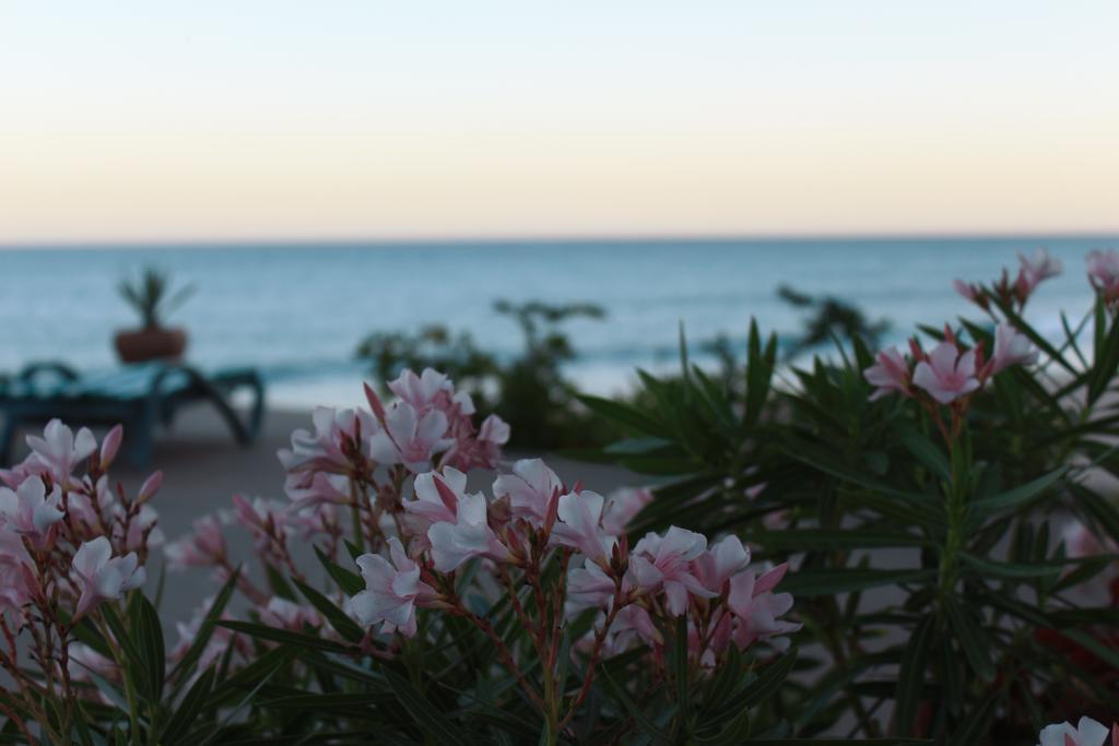 Casa Costa Azul Ξενοδοχείο San José del Cabo Εξωτερικό φωτογραφία
